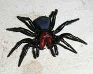 Spider Animal Totems